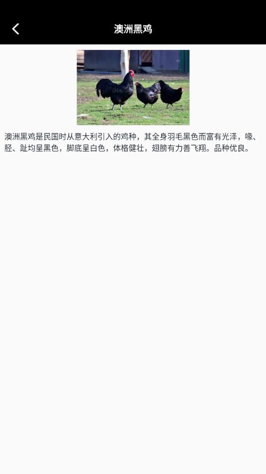 小鸡养殖模拟器最新版截图2